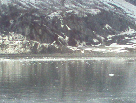 Supposedly there are harbor seals on the rocks between the Margerie and Grand Pacific Glaciers