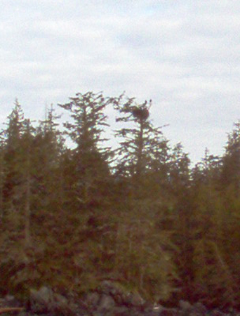 Bald Eagles use to the Same Nest Every Year.
