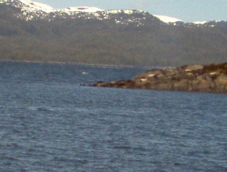 Harbor Seals Everwhere!