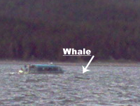 Humpback Whale near a sight seeing boat