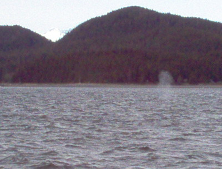 Humpback Whale Spouting.  "Thar she blows!"