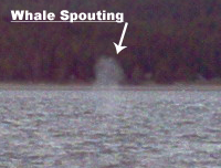 Humpback Whale Spouting.  "Thar she blows!"
