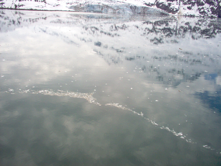 Ice gathered together by the ship's wake on the way into the inlet