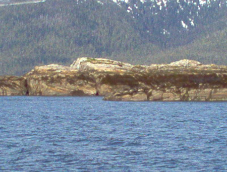 Harbor Seals basking on the rocks